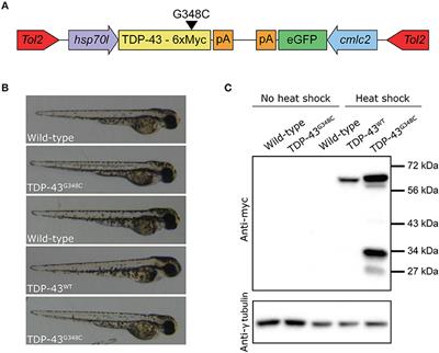 Transcriptomic Analysis of Zebrafish TDP-43 Transgenic Lines